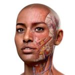 Complete Anatomy 11.5.0 for Mac