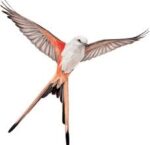 Wingspan 1.5.257 for Mac 1 Wingspan 1.5.257 for Mac